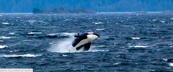 Getting Wild on North Vancouver Island – Whales!
